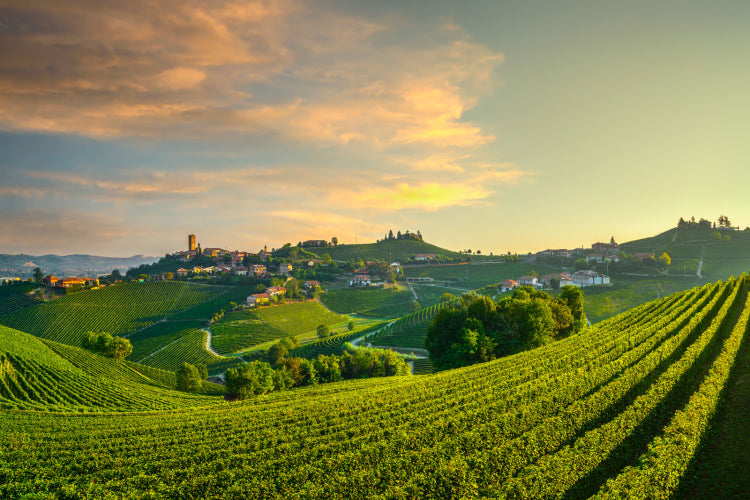 Your definitive guide to Barolo